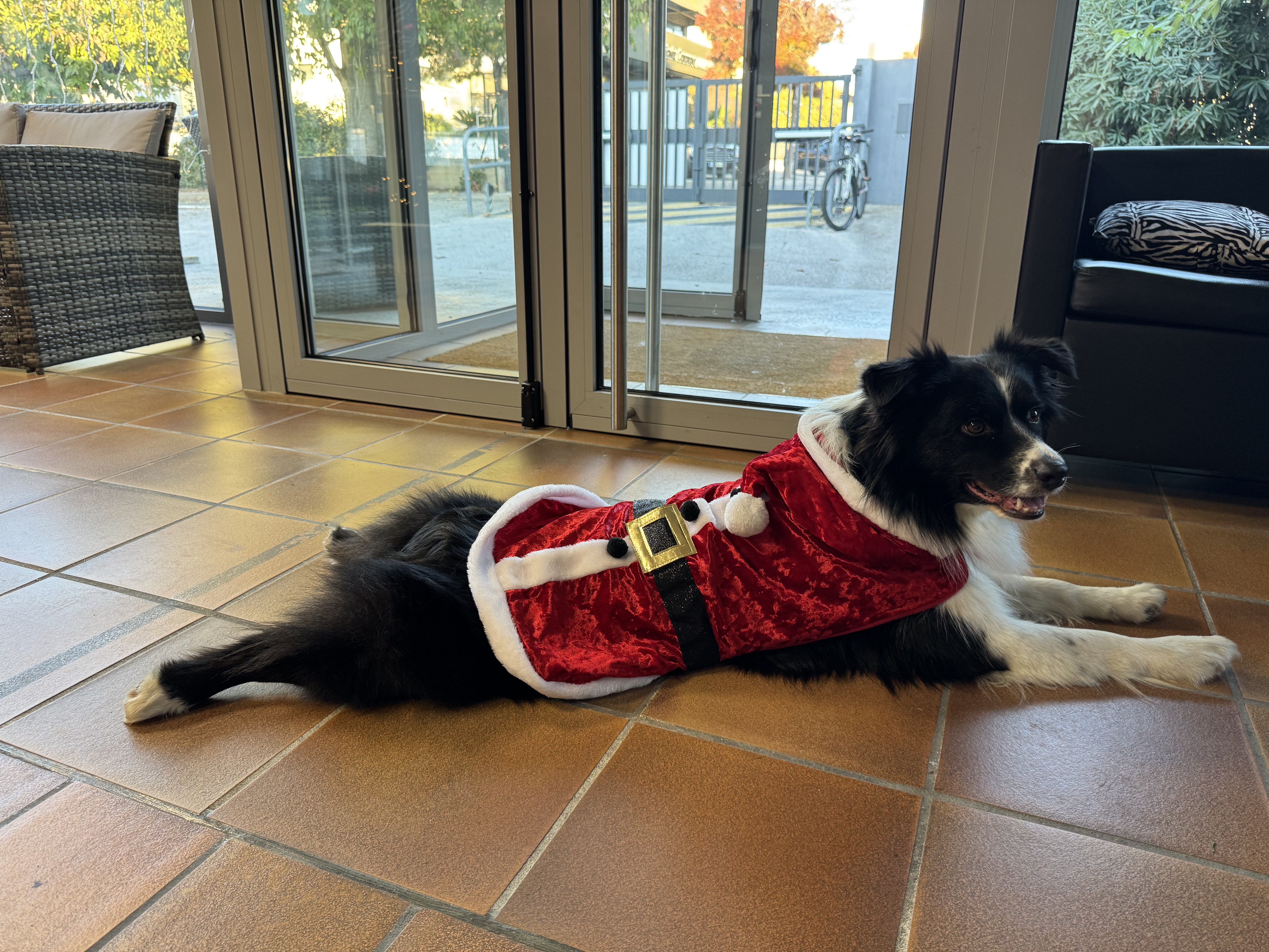 Mascotte Woody — ISIM